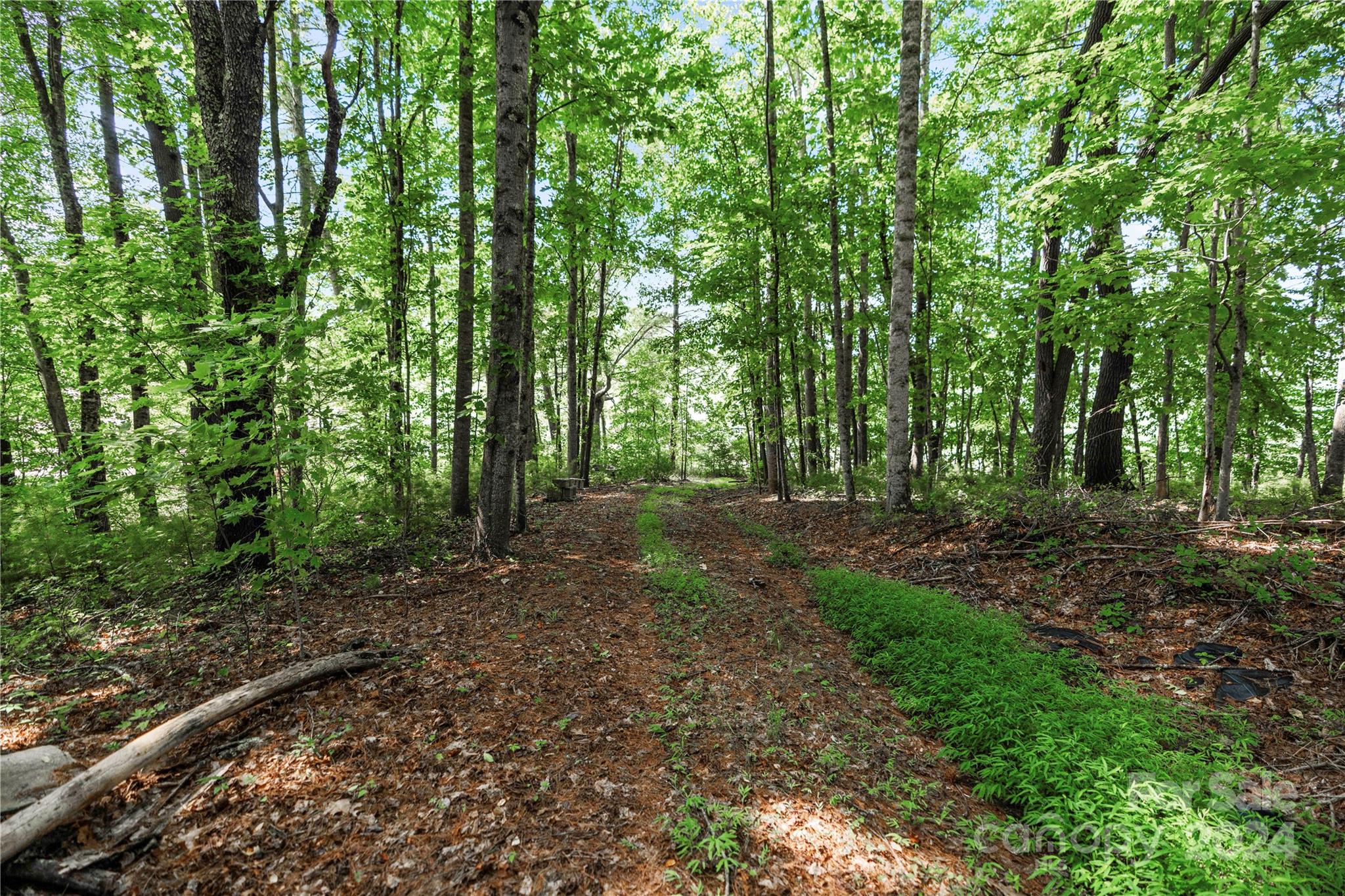 99999 Hazel Brook Road Marshall, NC 28753 - Photo 9 of 18 Gallery Image 9