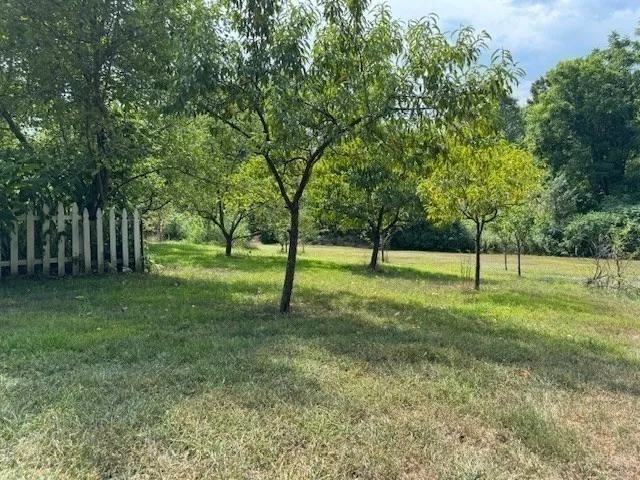 a view of a park with a tree
