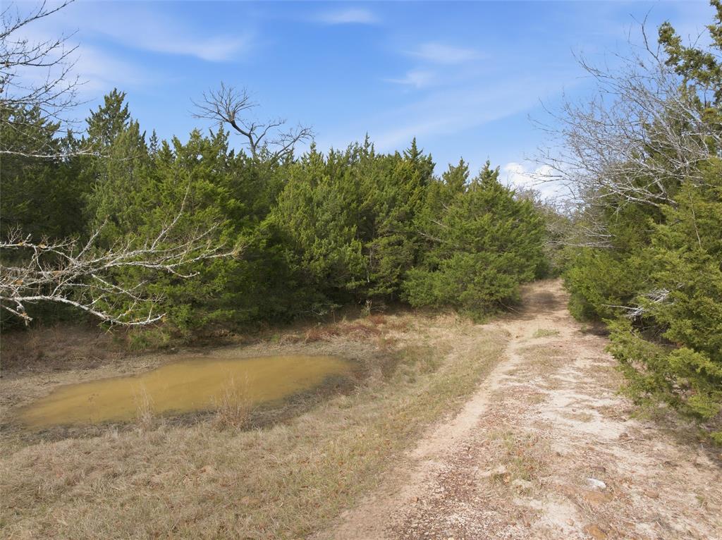 762 Lcr 762 Groesbeck, TX 76642 - Photo 15 of 17 a view of a yard with trees