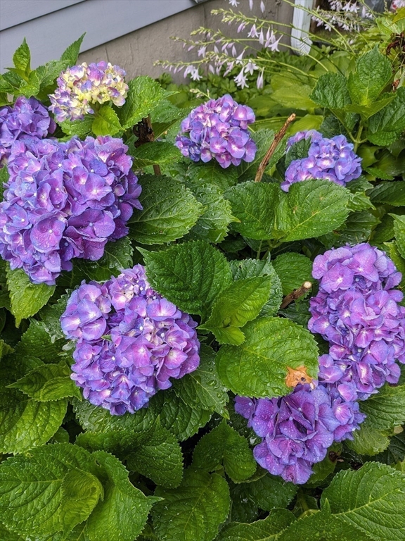 60 Bay Road Belchertown, MA 01007 - Photo 34 of 38