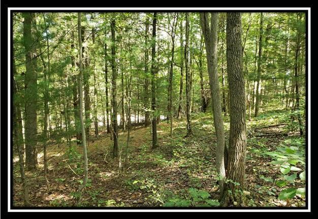 0 Pedigo Ridge Road, Unit TRACT 1) New Marshfield, OH 45766 - Photo 32 of 78 image032