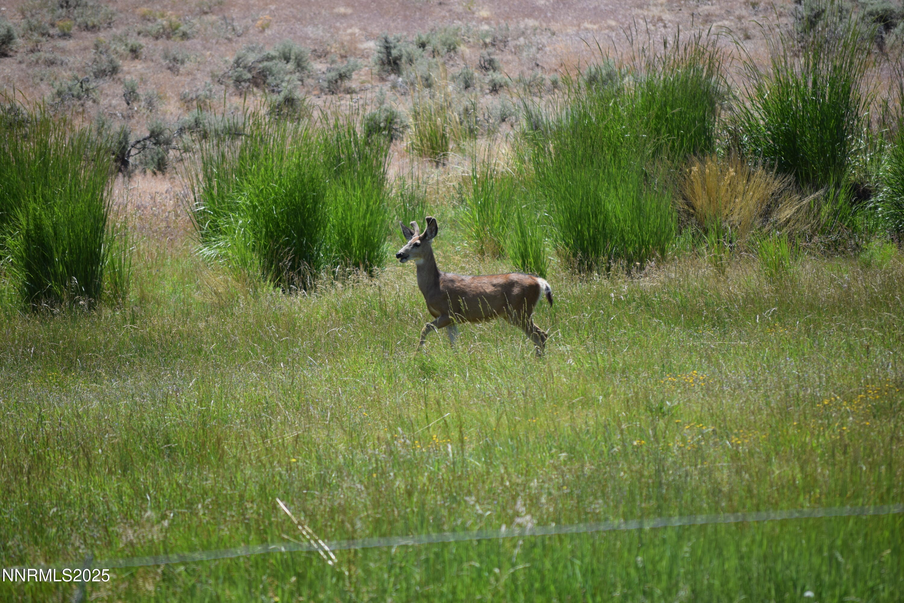 3305 High Rock Road Reno, NV 89510 - Photo 16 of 36 a view of a garden from a lake view