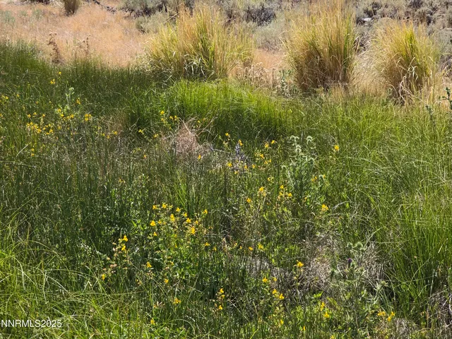 a view of a plants with a yard