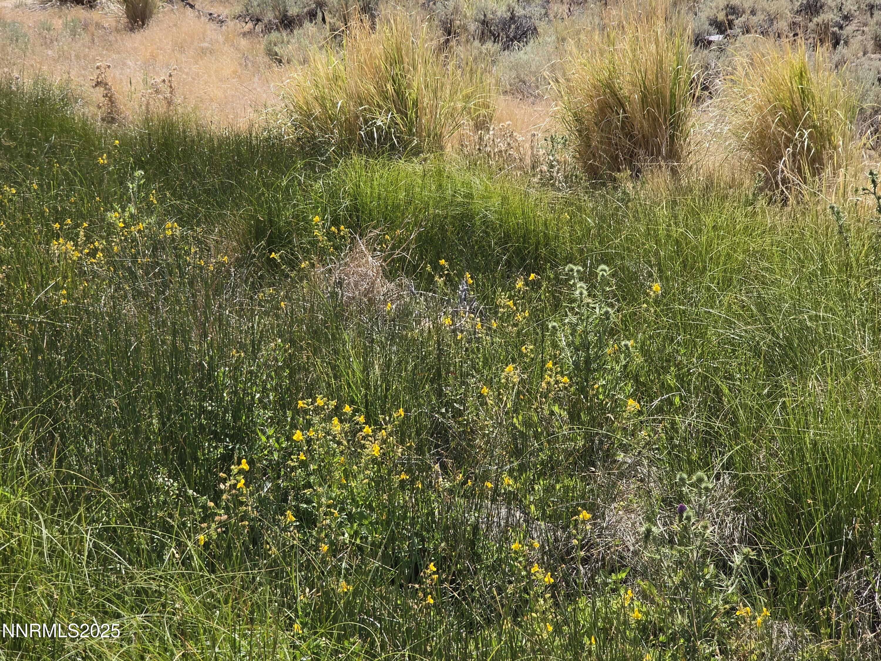 3305 High Rock Road Reno, NV 89510 - Photo 23 of 36 a view of a forest with a tree