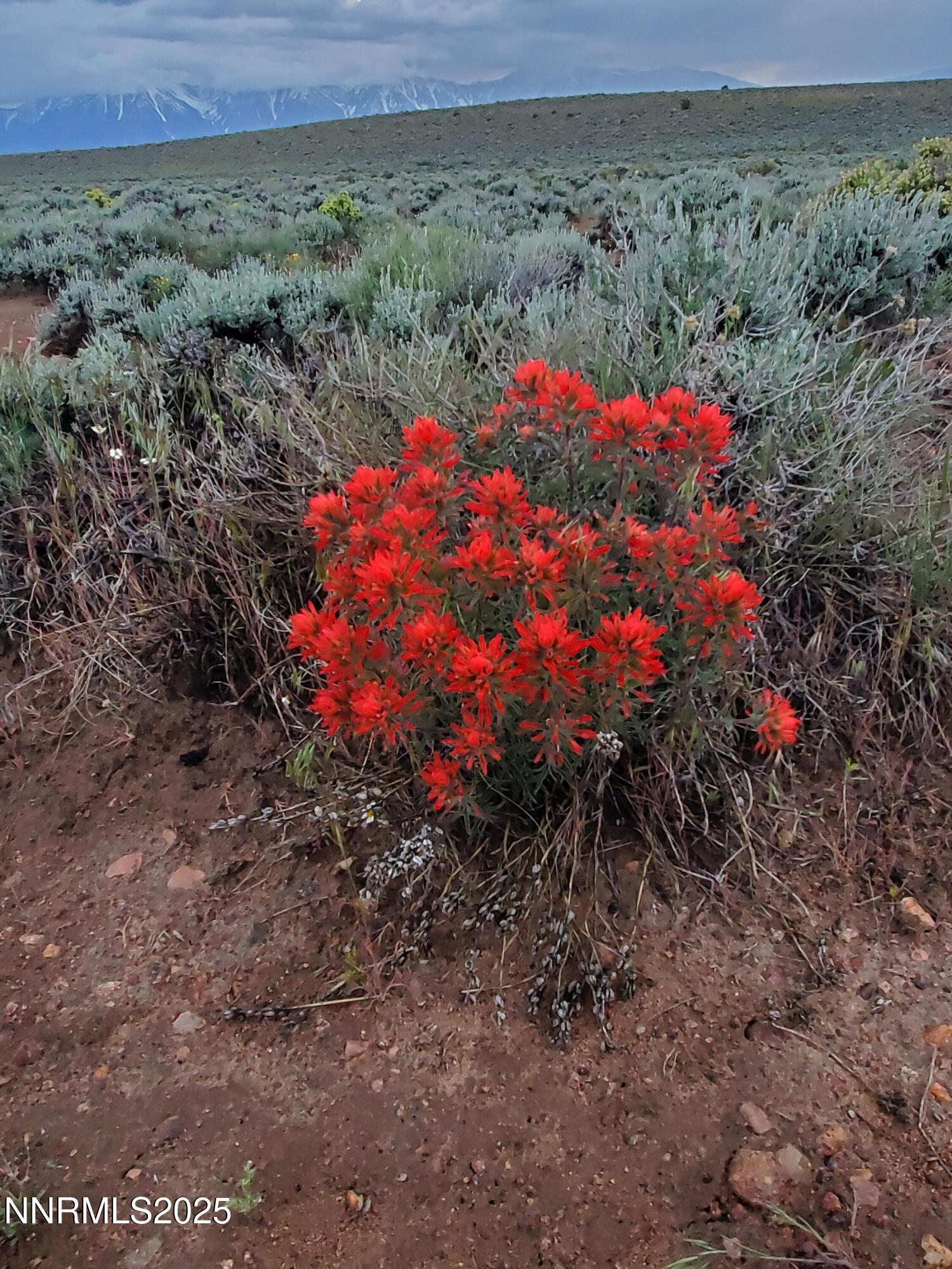 3305 High Rock Road Reno, NV 89510 - Photo 25 of 36 a view of a dry yard