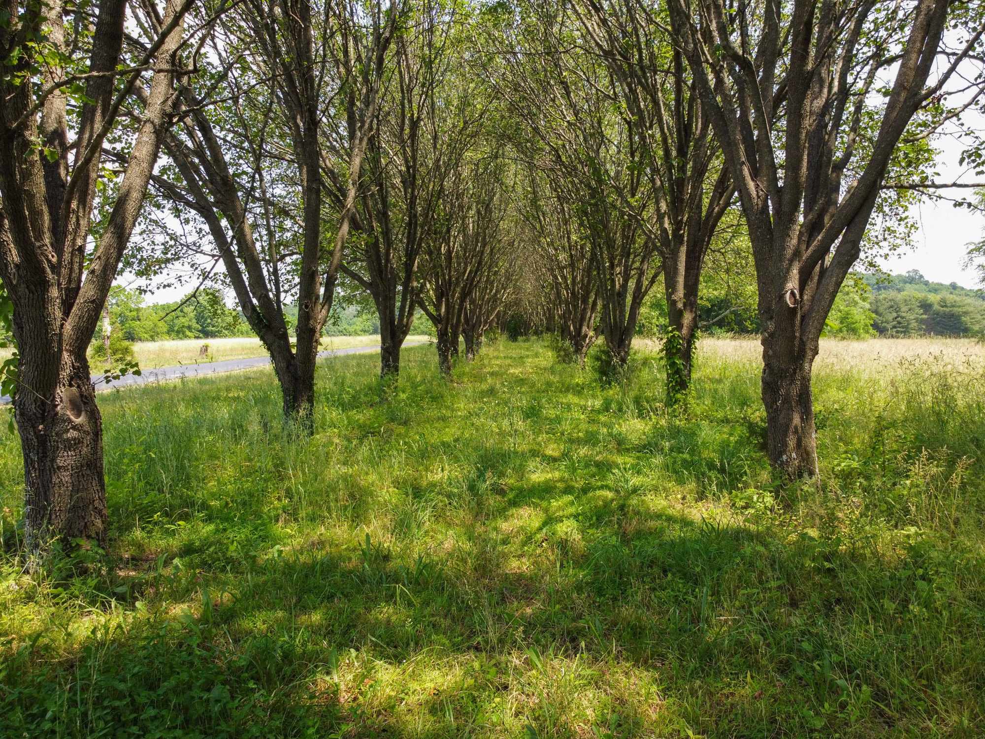 2150 Wilson Hill Road Lewisburg, TN 37091 - Photo 12 of 38 a view of yard with large trees