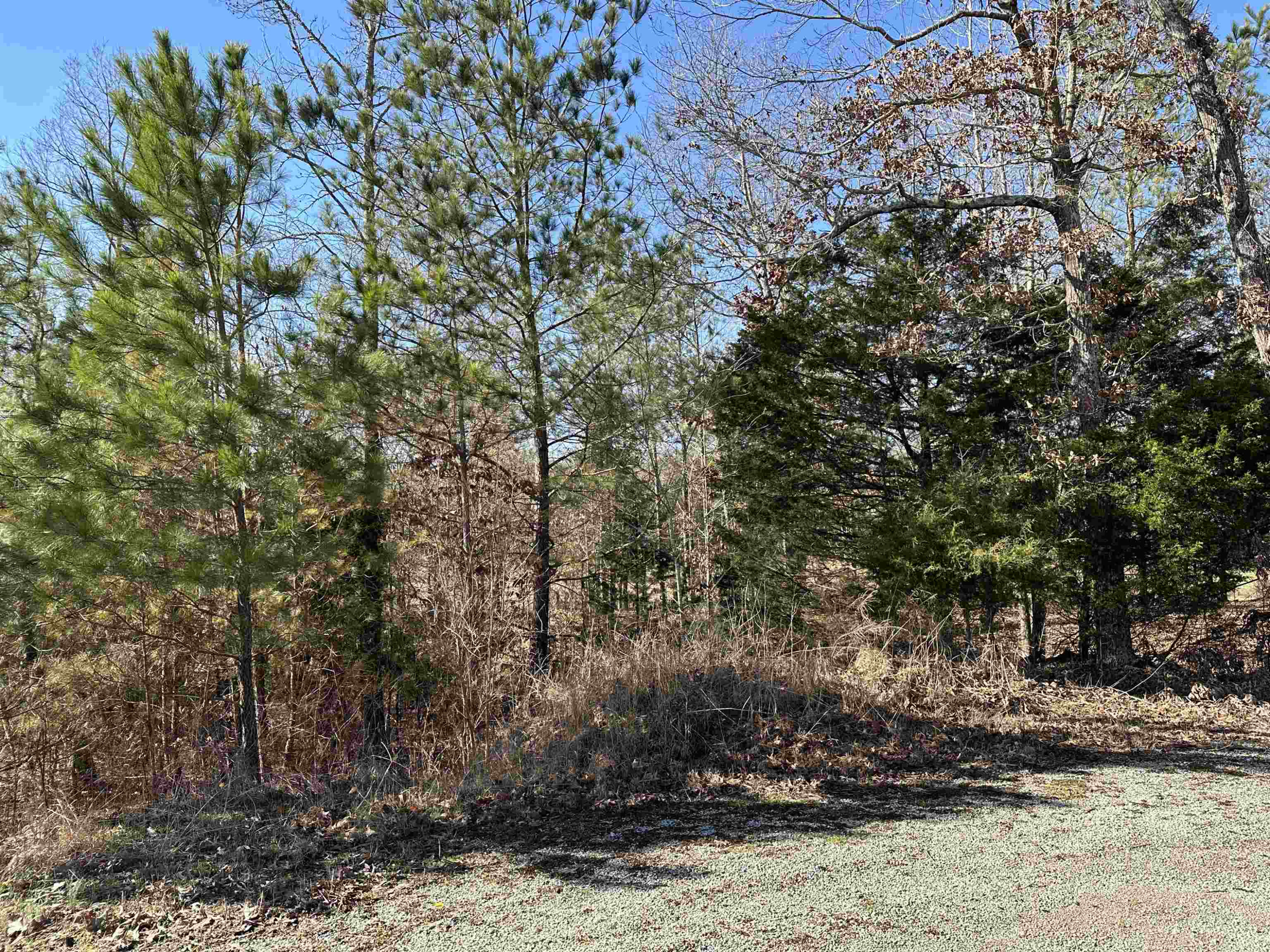 0 Chisum Lane Beech Bluff, TN 38313 - Photo 2 of 5 a view of a yard with plants and trees