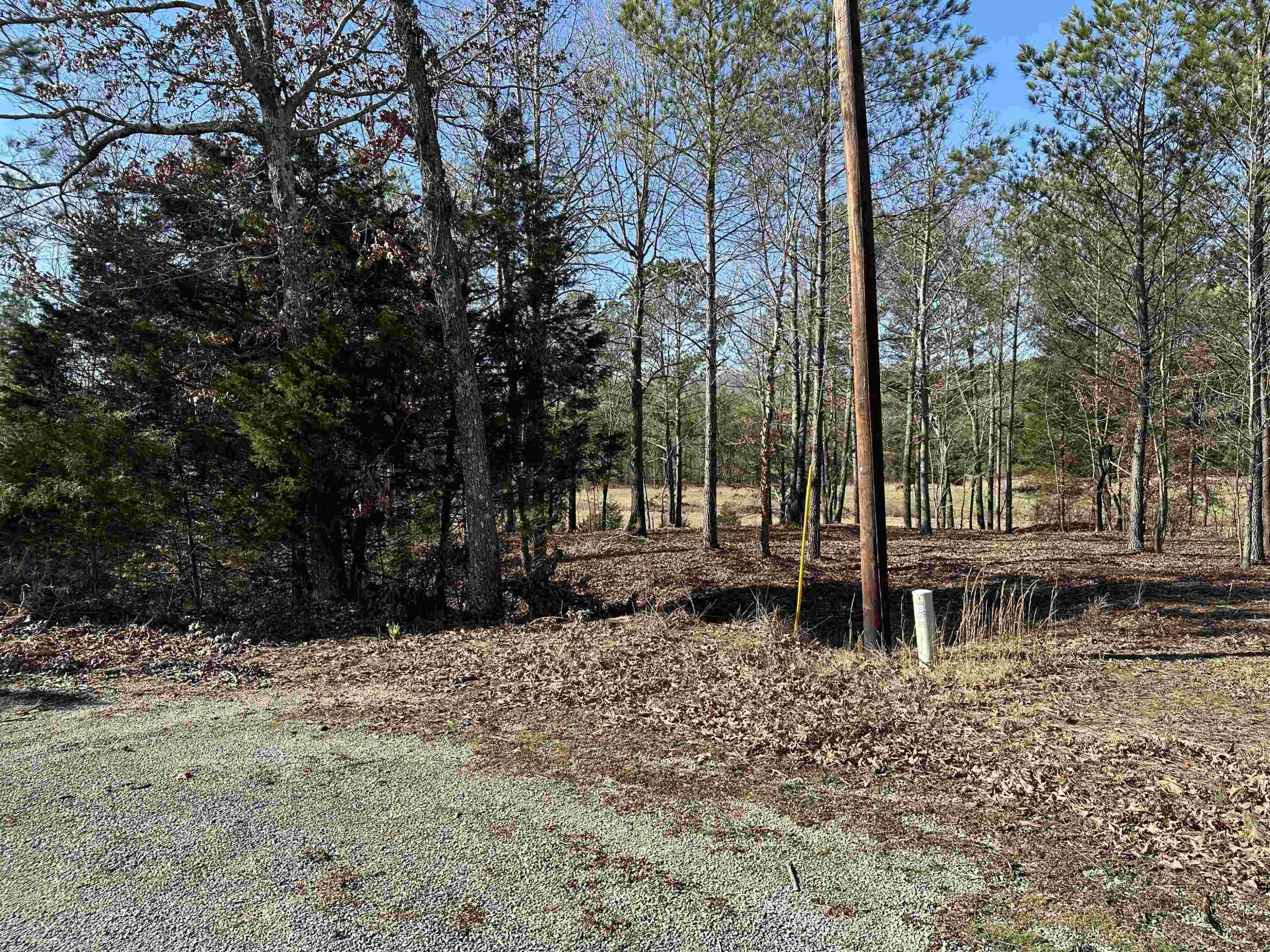 0 Chisum Lane Beech Bluff, TN 38313 - Photo 3 of 5 a backyard of a house with a large tree