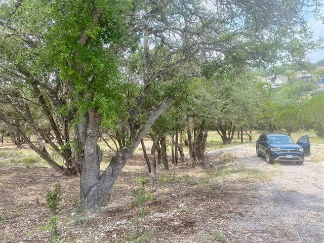 a view of a forest filled with trees