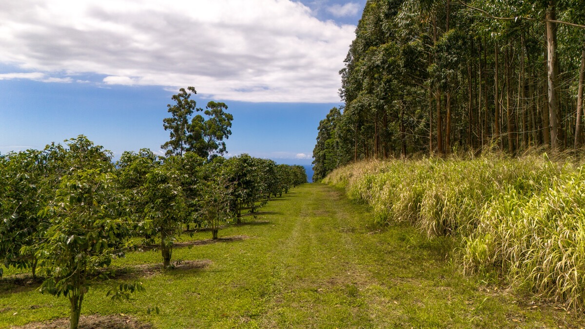 21 Kama'ile Road Pahala, HI 96777 - Photo 11 of 19 a view of a garden