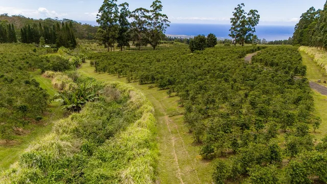 a view of a field with a tree