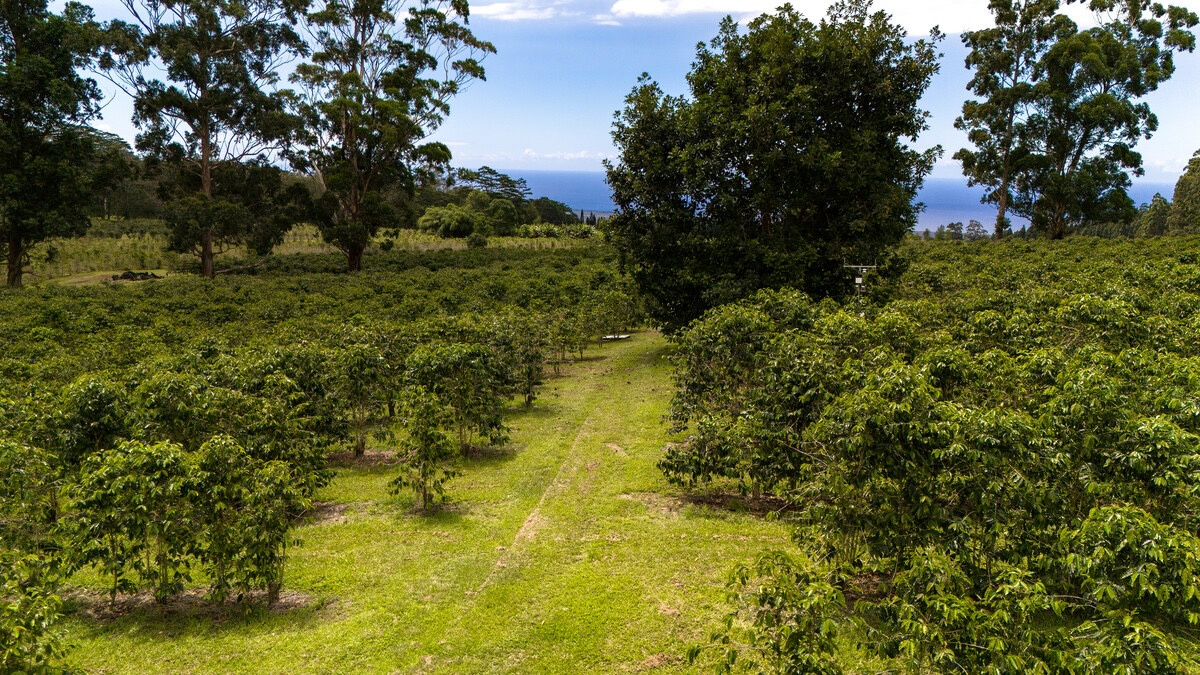 21 Kama'ile Road Pahala, HI 96777 - Photo 13 of 19 a view of a yard