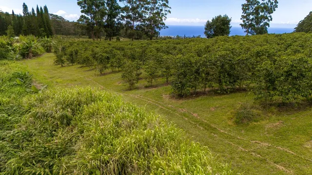 a view of a yard with a tree
