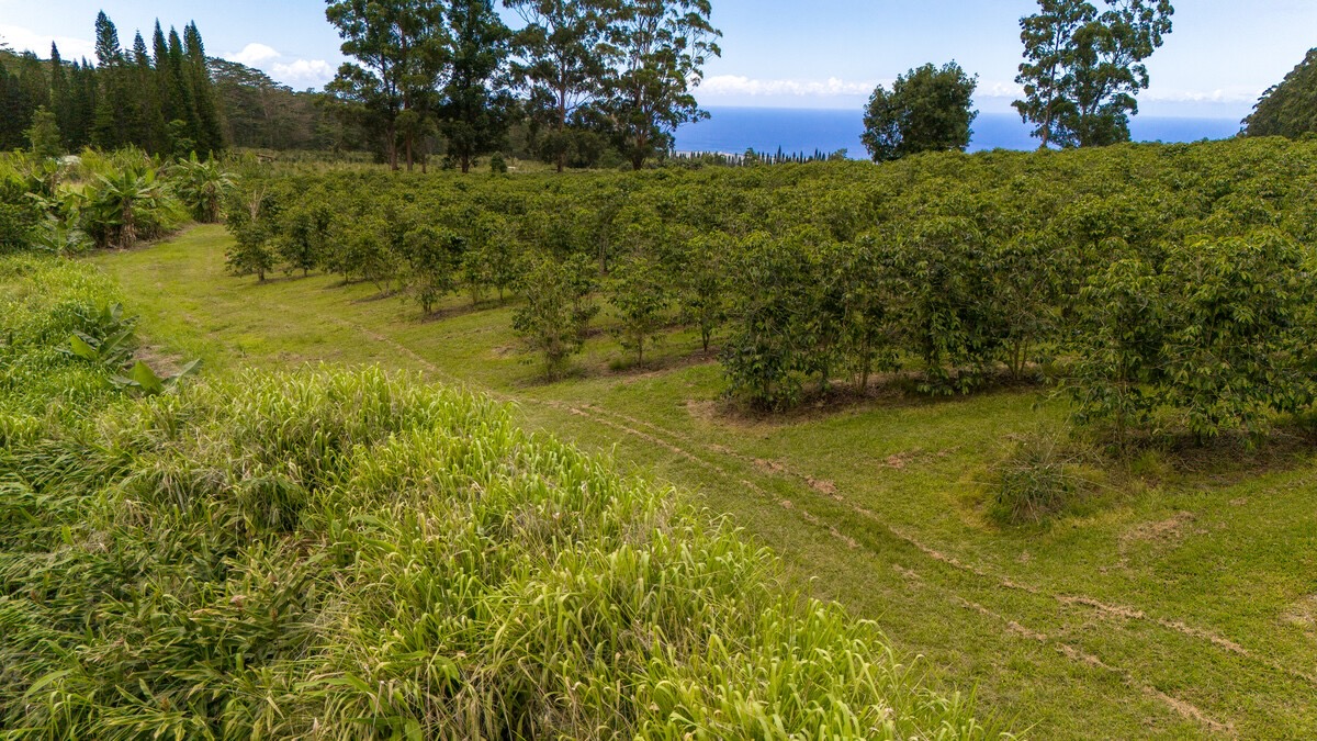 21 Kama'ile Road Pahala, HI 96777 - Photo 14 of 19 a view of a yard with a tree