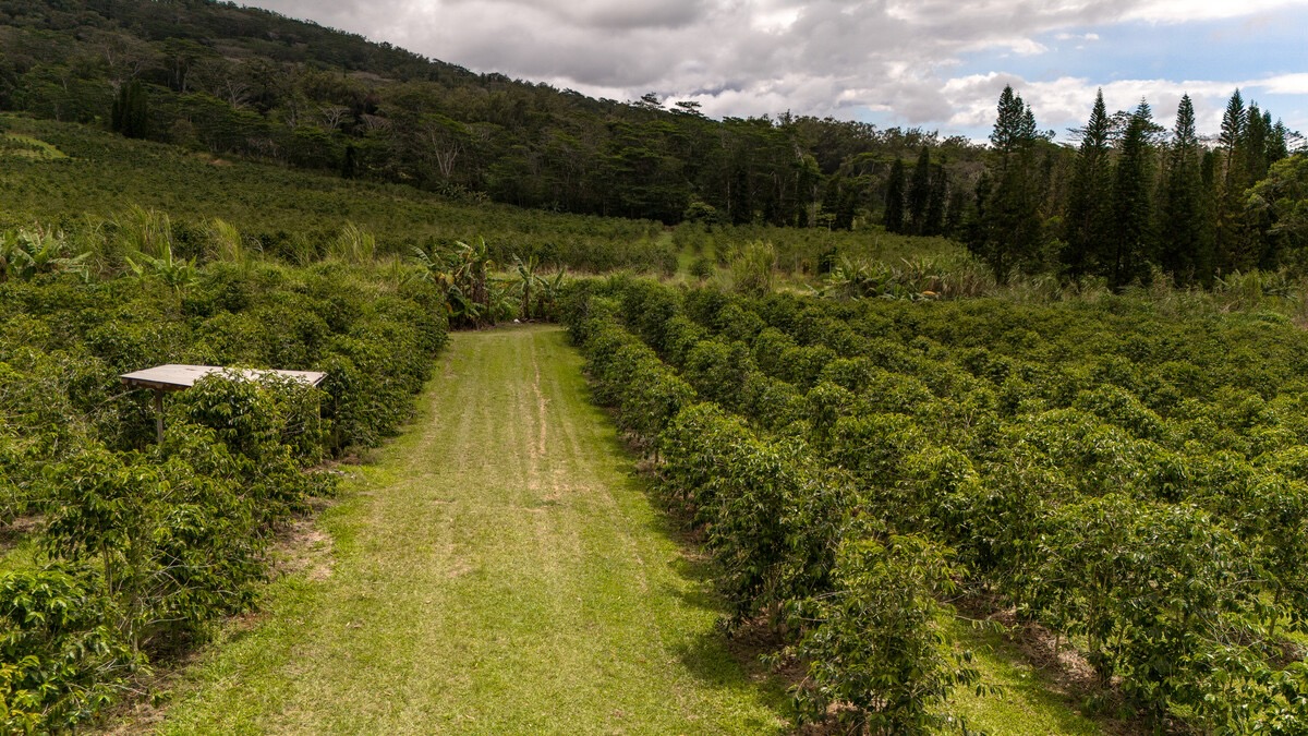 21 Kama'ile Road Pahala, HI 96777 - Photo 17 of 19 a view of a yard