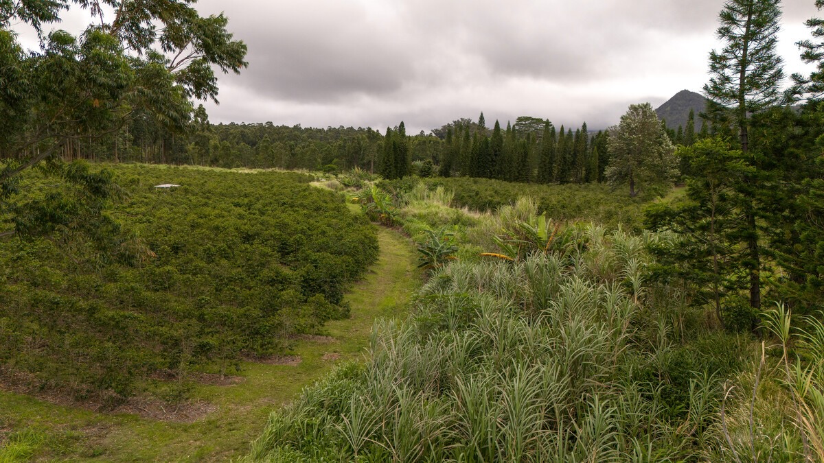 21 Kama'ile Road Pahala, HI 96777 - Photo 18 of 19 a view of a field with a tree in the background