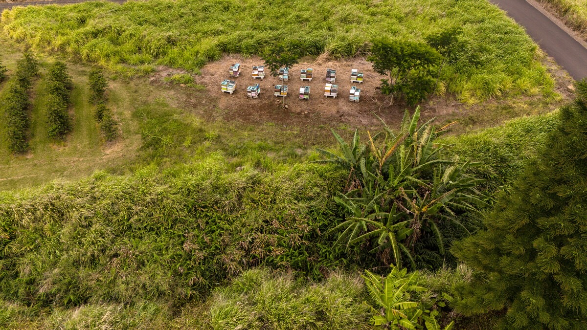 21 Kama'ile Road Pahala, HI 96777 - Photo 19 of 19 a view of a garden