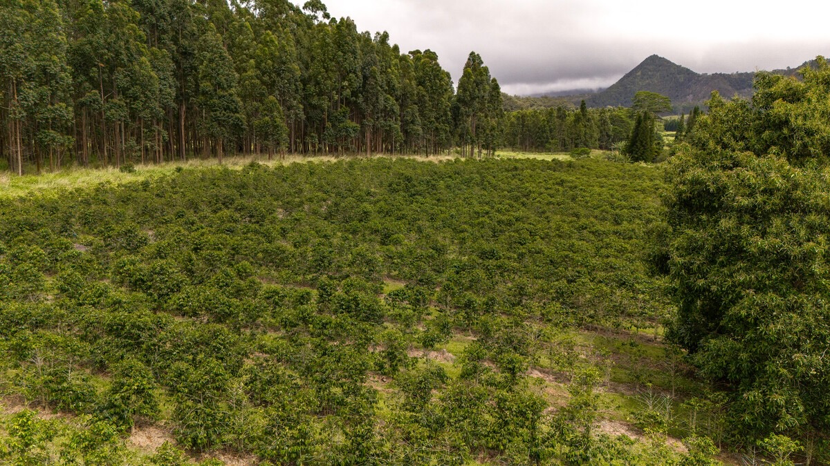 21 Kama'ile Road Pahala, HI 96777 - Photo 6 of 19 a view of a lush green forest with a houses