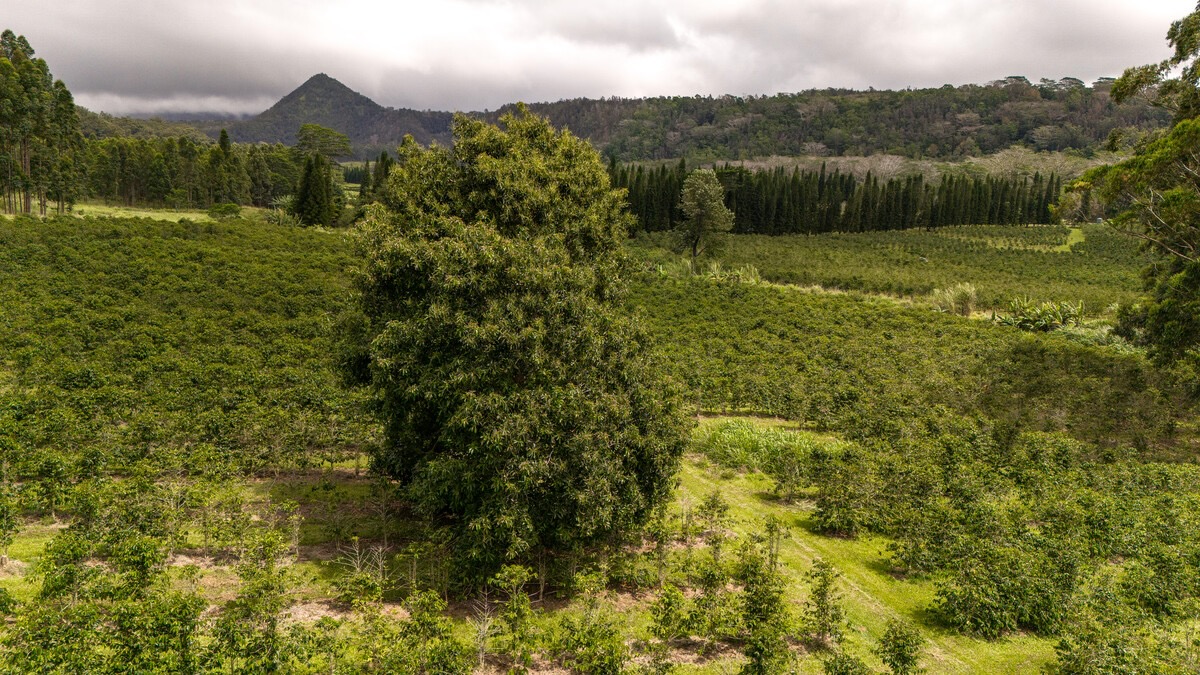 21 Kama'ile Road Pahala, HI 96777 - Photo 7 of 19 a view of a garden with an outdoor space