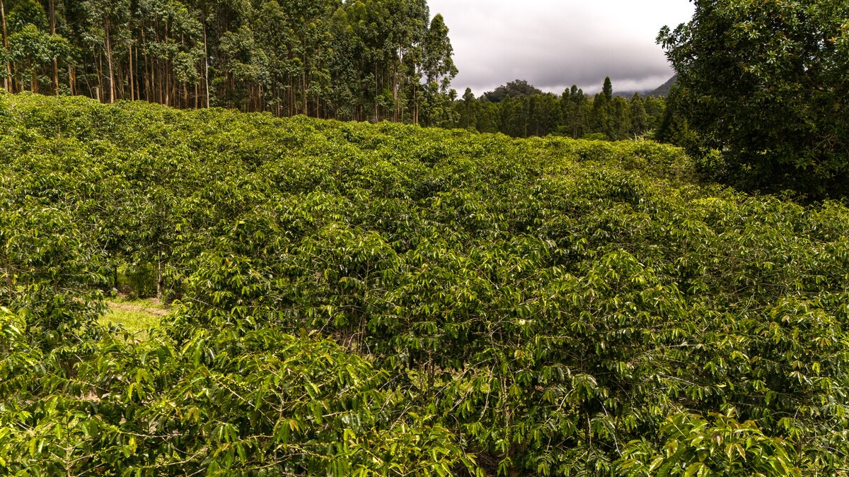 21 Kama'ile Road Pahala, HI 96777 - Photo 8 of 19 a view of a yard with a tree