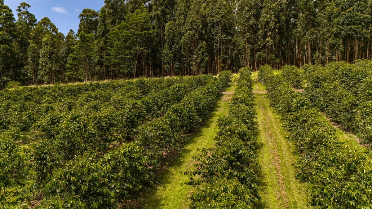 21 Kama'ile Road Pahala, HI 96777 - Photo 9 of 19 a view of a yard with plants and trees