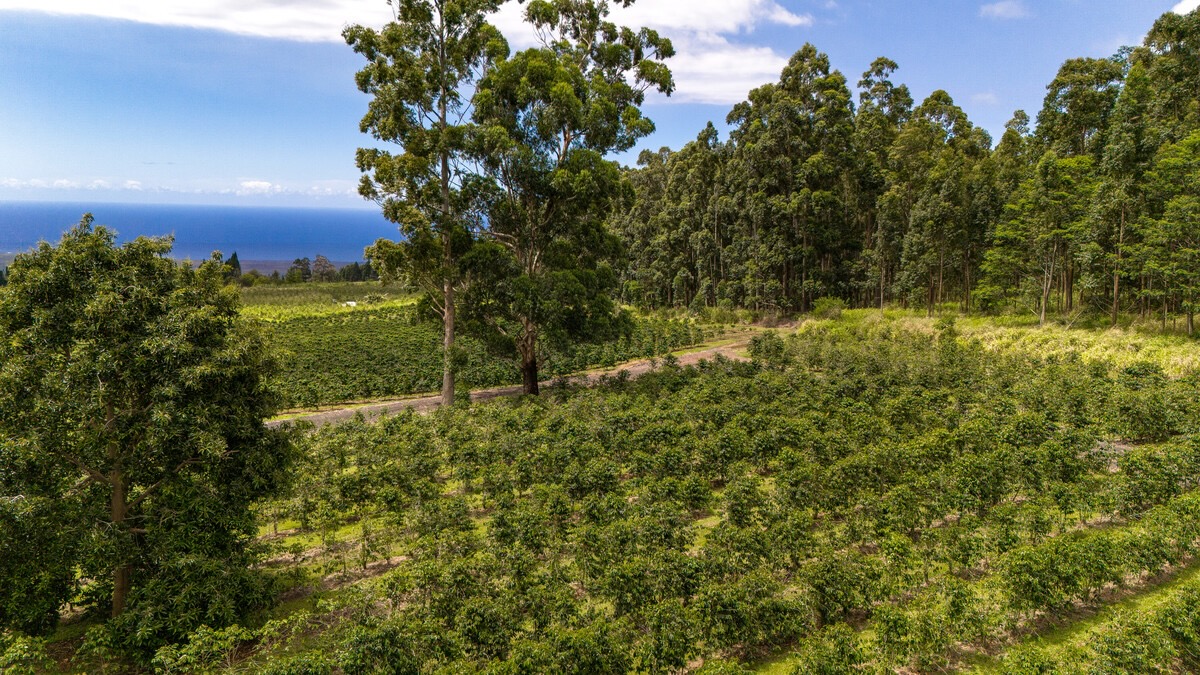 21 Kama'ile Road Pahala, HI 96777 - Photo 10 of 19 a view of a yard with a tree