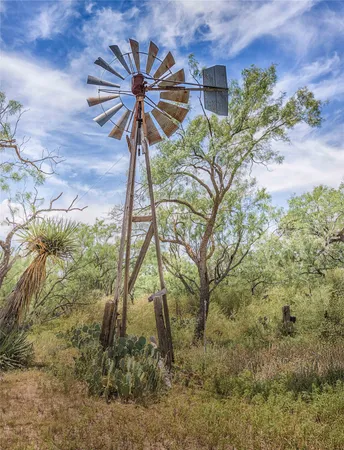 a picture of a tree