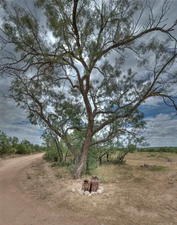 a view of a tree in the middle of a yard