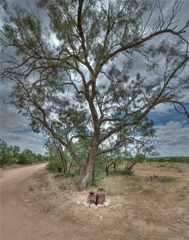 a view of a tree in a yard