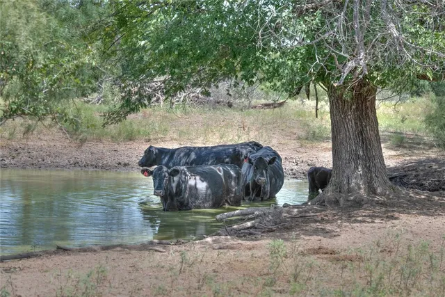 a view of a backyard with large tree