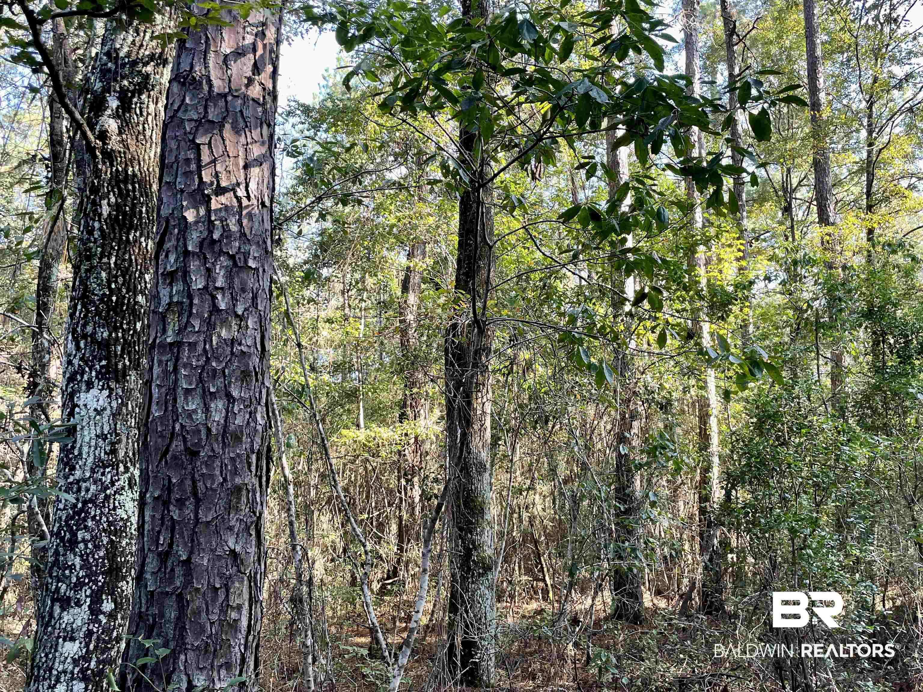 0 Country Road Vinegar Bend, AL 36584 - Photo 42 of 46