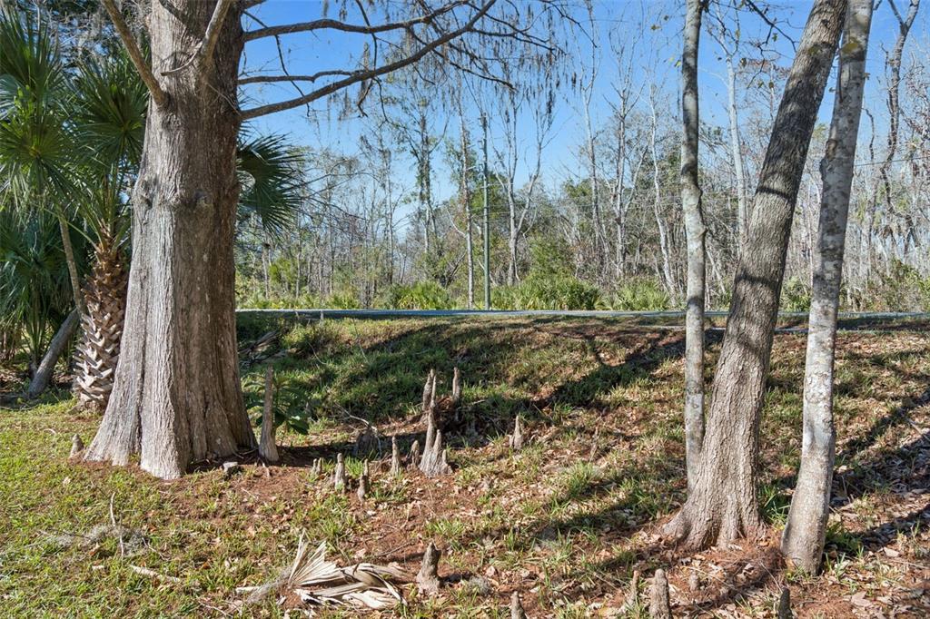 7287 Aberdeen Court Weeki Wachee, FL 34607 - Photo 36 of 61