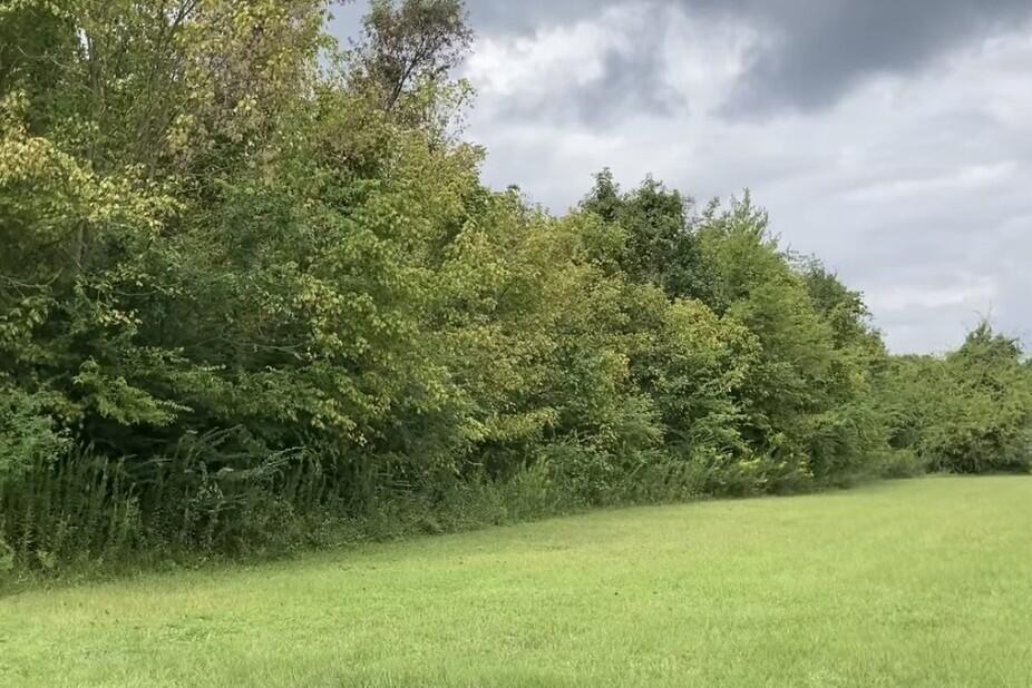 Tree Lined View 1.1