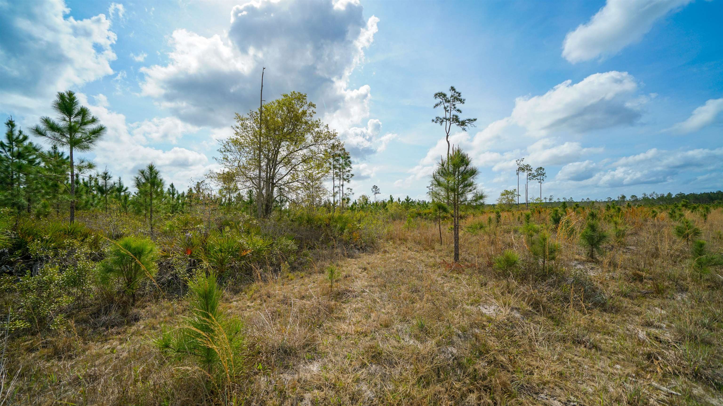 0 Fox Road Palatka, FL 32177 - Photo 11 of 17