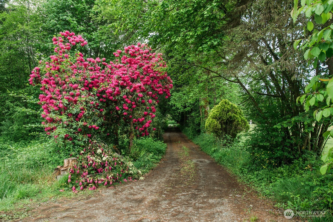 10379 Bethel Burley Road Southeast Port Orchard, WA 98367 - Photo 28 of 40 a picture of flowers