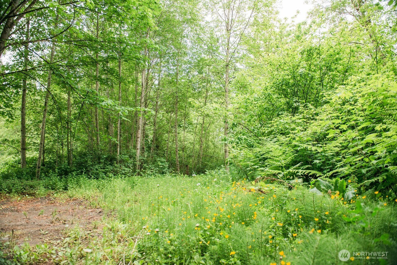 10379 Bethel Burley Road Southeast Port Orchard, WA 98367 - Photo 34 of 40 a view of a lush green forest