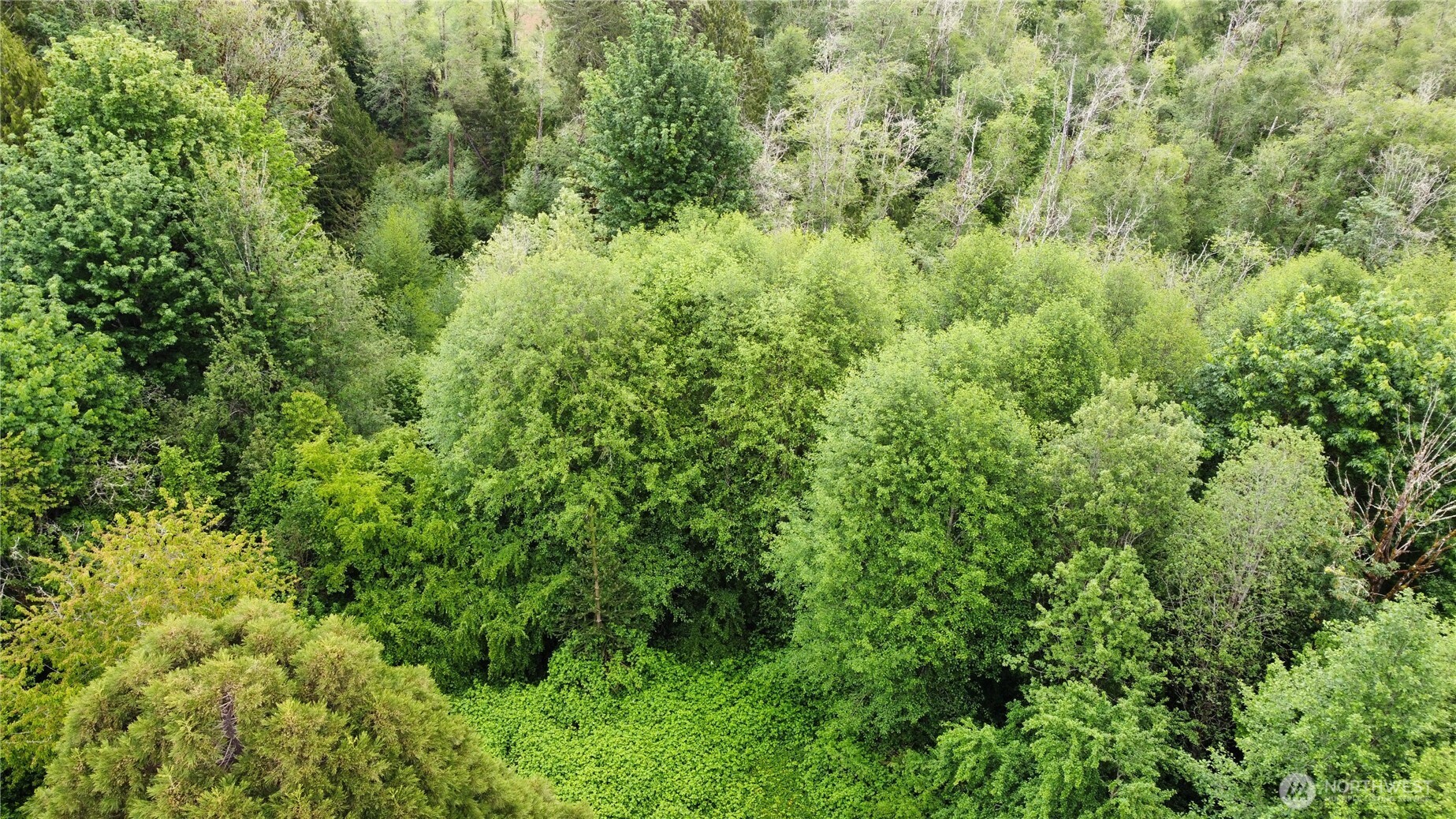 10379 Bethel Burley Road Southeast Port Orchard, WA 98367 - Photo 39 of 40 a view of a lush green forest