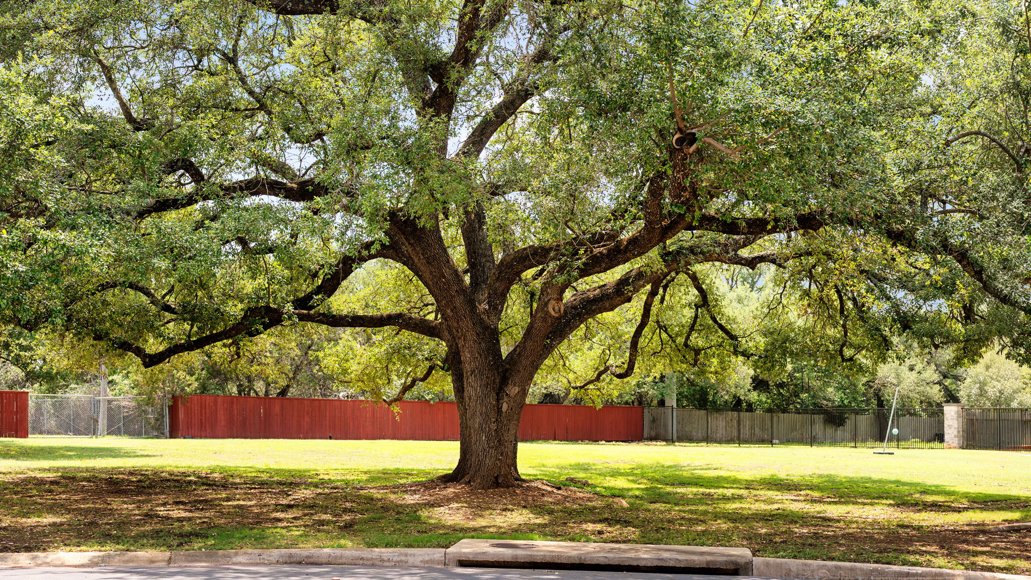 14815 Avery Ranch Boulevard, Unit 1401 Austin, TX 78717 - Photo 23 of 38 Expansive green lawn framed by a substantial mature tree with broad canopy