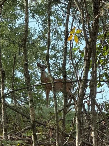 $499,900 | 4064 Highway 488, Portersville, PA 16051