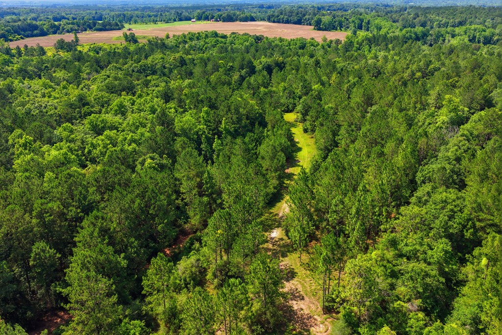 Lot #4 Crosby Clark Road Opp, AL 36467 - Photo 3 of 9