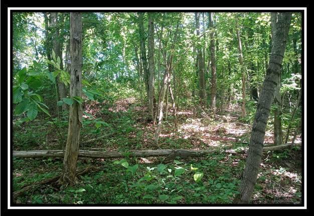 156 Fish Pond Road Vinton, OH 45686 - Photo 11 of 17