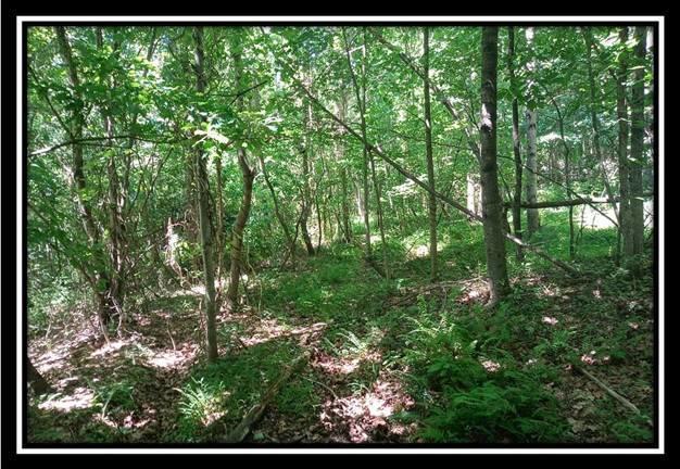 156 Fish Pond Road Vinton, OH 45686 - Photo 13 of 17