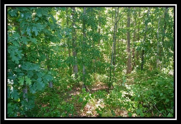156 Fish Pond Road Vinton, OH 45686 - Photo 15 of 17