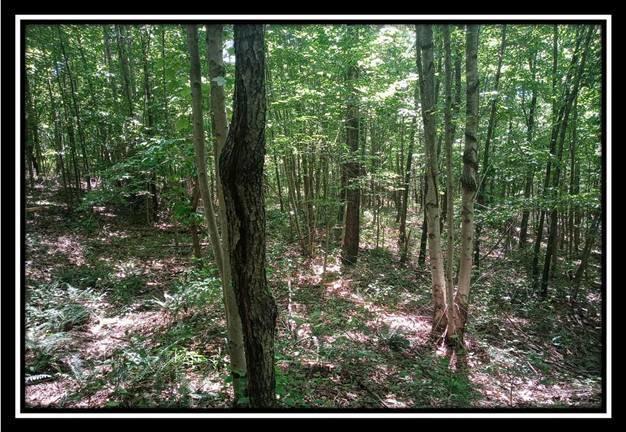 156 Fish Pond Road Vinton, OH 45686 - Photo 7 of 17