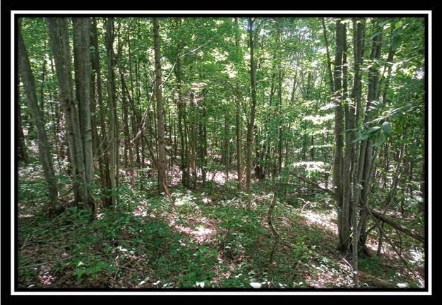 156 Fish Pond Road Vinton, OH 45686 - Photo 9 of 17