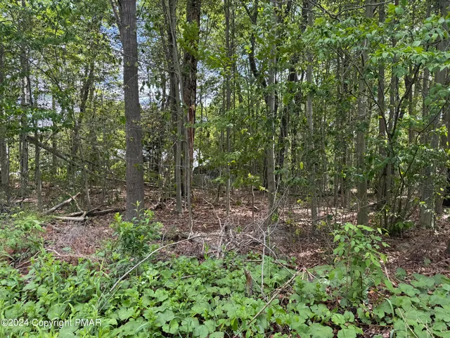 a view of a forest with trees