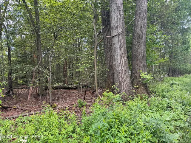 a view of a forest with a tree
