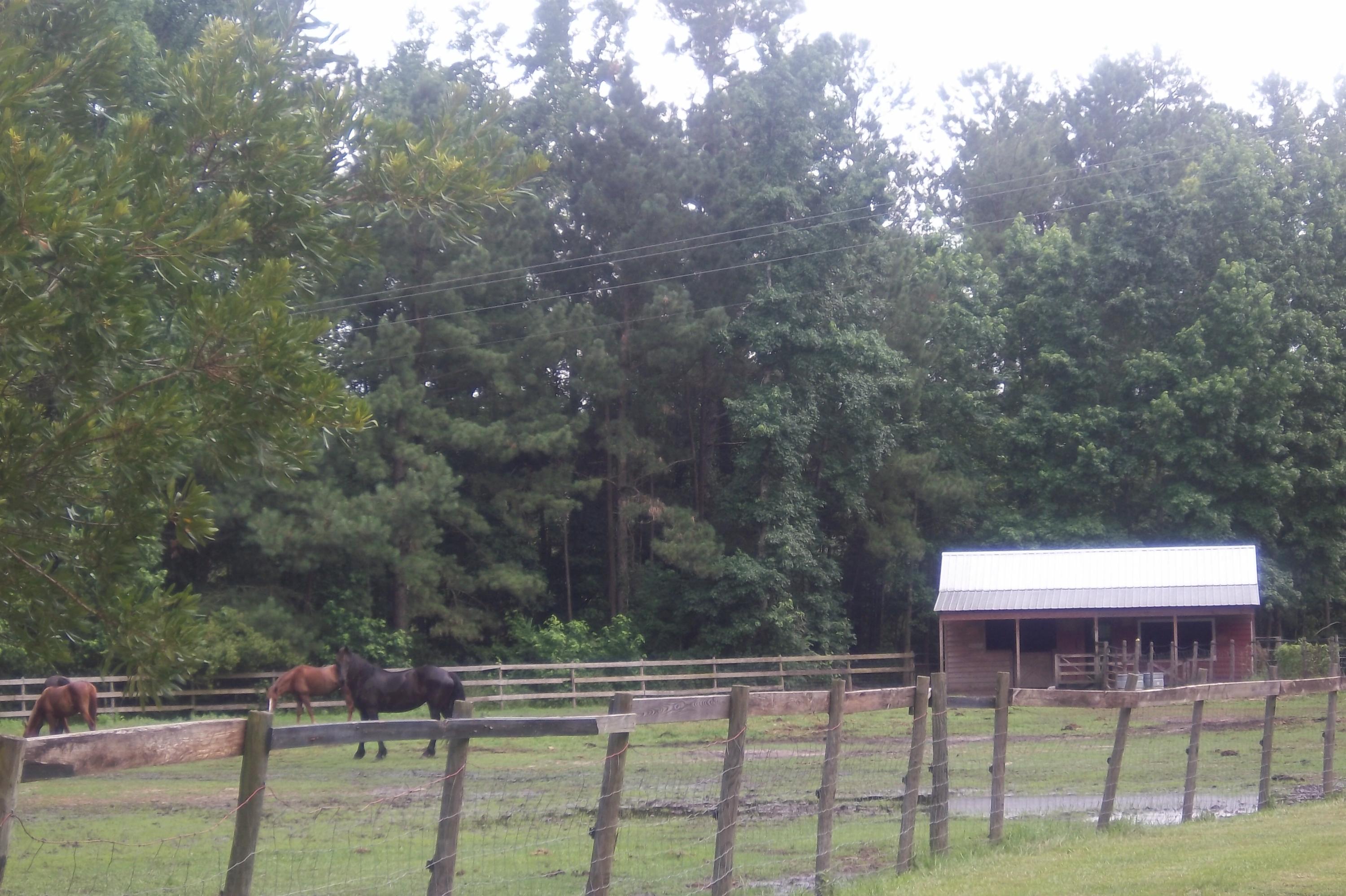 2998 Weans Road Walterboro, SC 29488 - Photo 19 of 44 paddock
