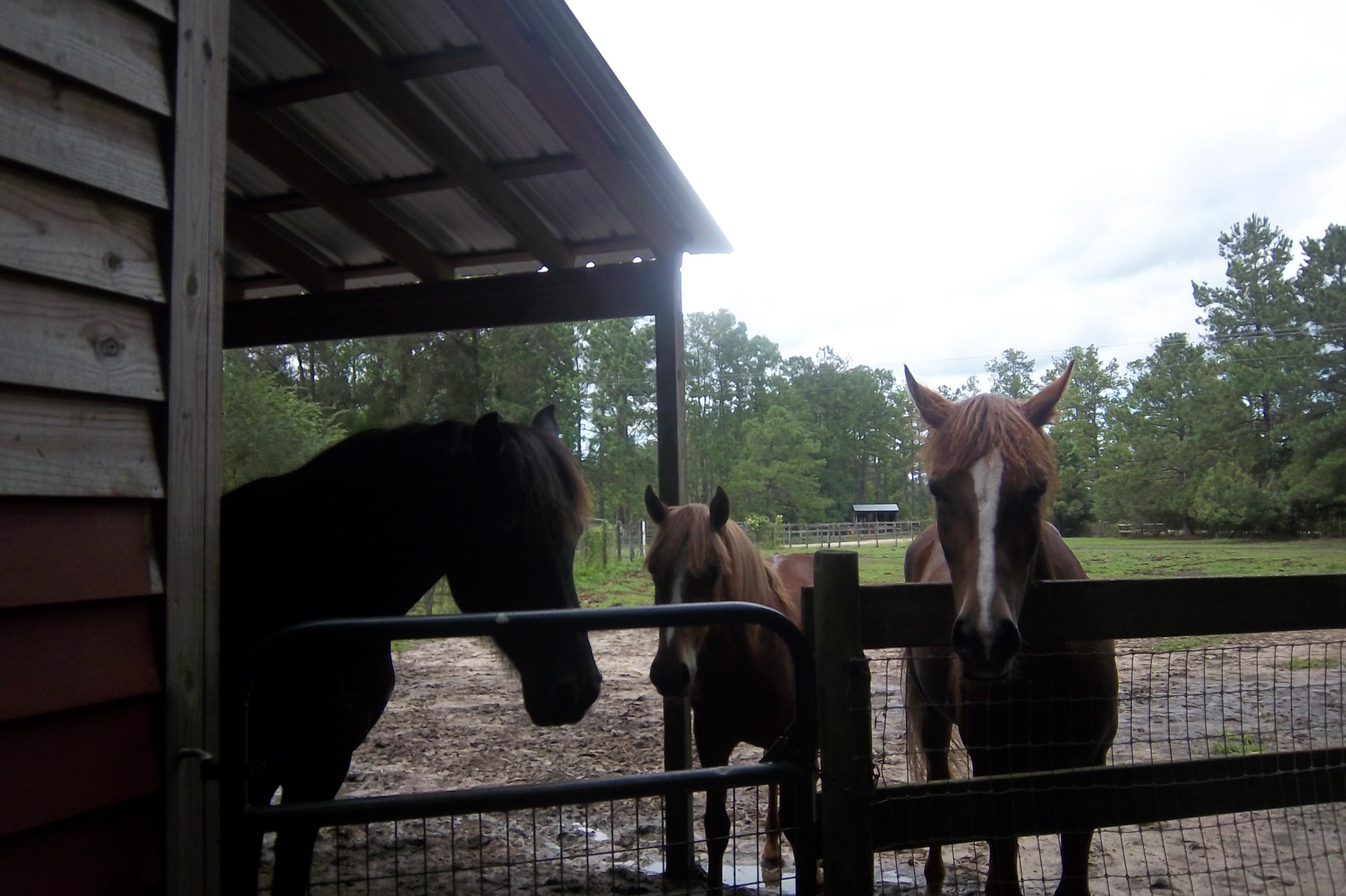 2998 Weans Road Walterboro, SC 29488 - Photo 25 of 44 Paddock 1, at Barn