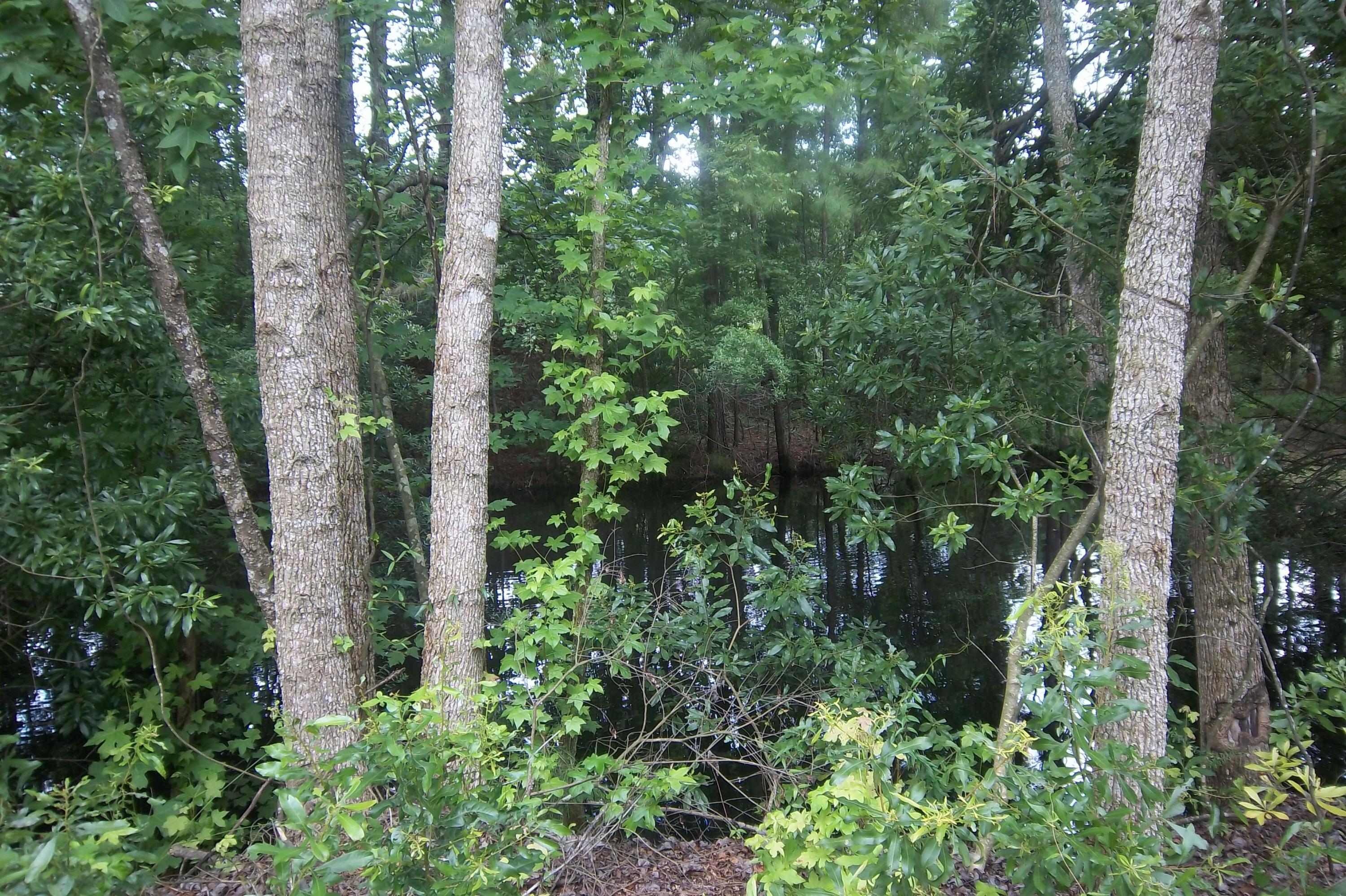 2998 Weans Road Walterboro, SC 29488 - Photo 26 of 44 Little Pond behind the Barn